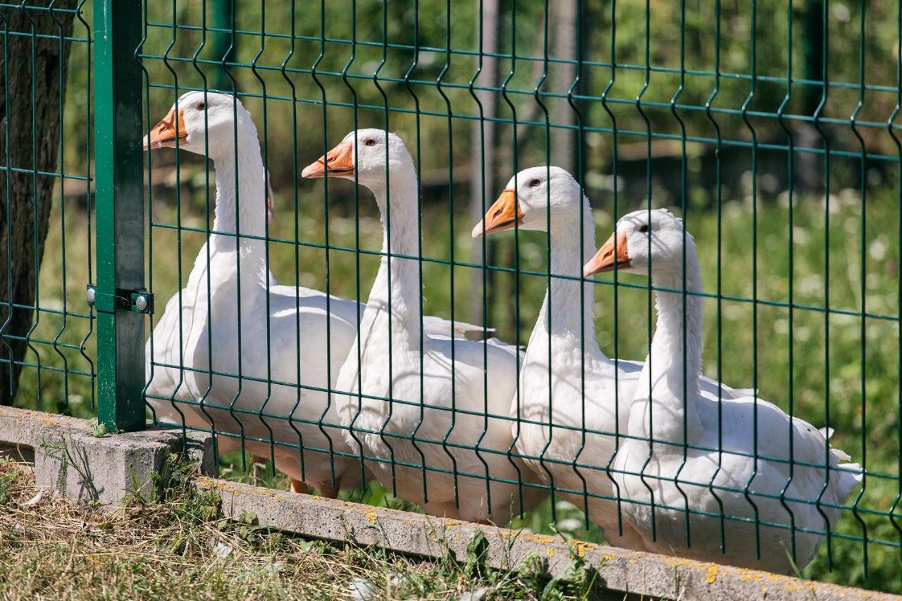 Prazdninovy Dom Eliska*** Villa Frivaldnádas Kültér fotó